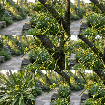 Viscum Articulatum Planting Mistletoe Seeds: Grow Your Own Festive Decor