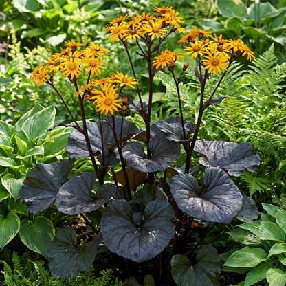 Britt-Marie Crawford Flower Seeds for Lush Foliage