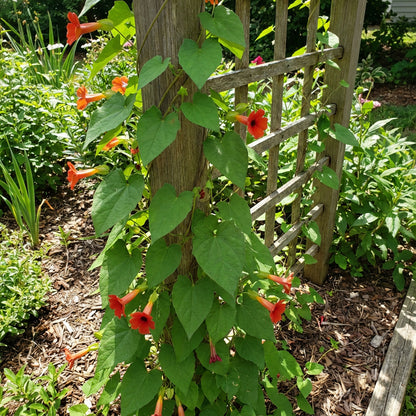 Thunbergia Coccinea Seeds - Planting Scarlet Flower for Vibrant Gardens