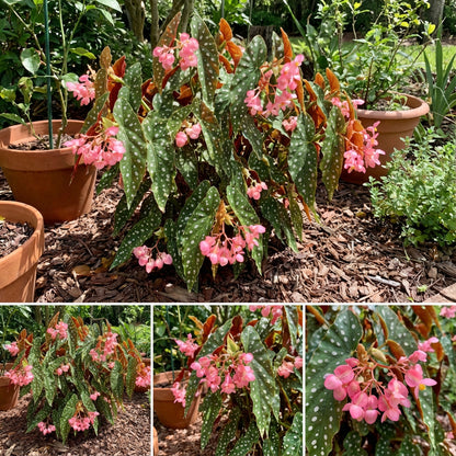 Begonia Seeds for Indoor Planting