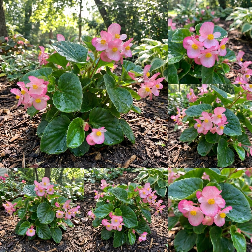 Begonia Seeds for Indoor Planting