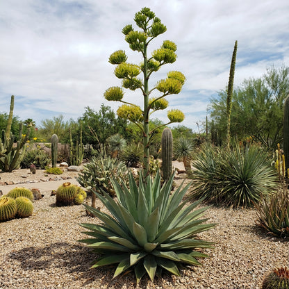 Agave Kerchovei Seeds for Planting - Exotic Blooms for Desert Gardens