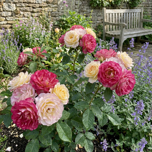 Sorbet Roses Planting Seeds for Floribunda