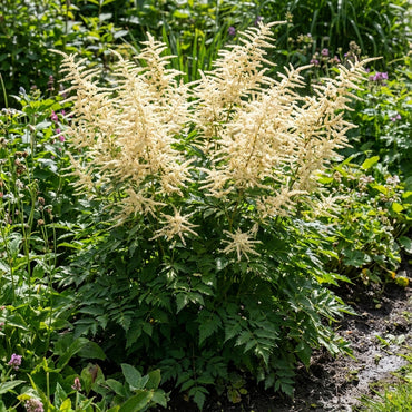 Aruncus Flower Seeds for Elegant Garden Planting