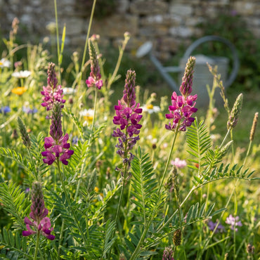 Onobrychis Viciifolia Meadow Flower Seeds for Easy Planting