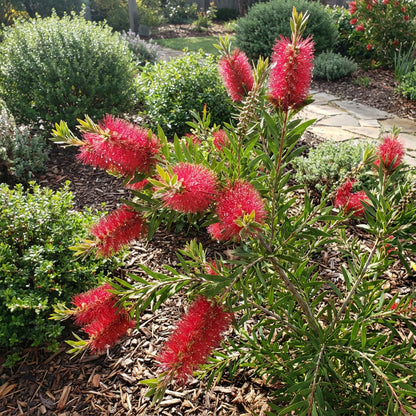 Bottle Brush Melaleuca Flower Seeds for Planting | Unique Tree Seeds