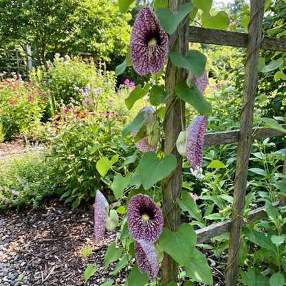 Aristolochia Elegans Flower Seeds for Planting Exotic Vines