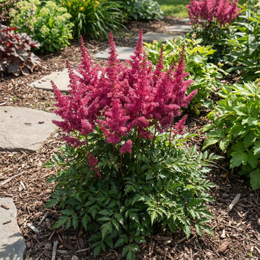 Astilbe Pumila Seeds for Planting in Shade Gardens