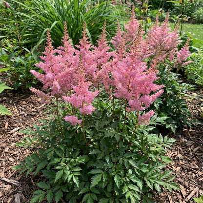 Astilbe Pumila Seeds for Planting in Shade Gardens