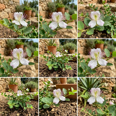 White Pink Capparis Spinosa Seeds for Planting  Ideal for Gardens and Pots with Unique Blooms