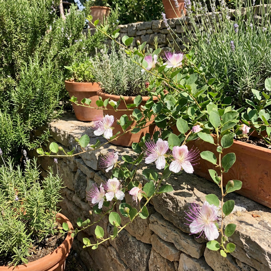 White Pink Capparis Spinosa Seeds for Planting  Ideal for Gardens and Pots with Unique Blooms