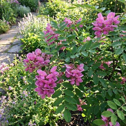 Pink Locust Tree Seeds for Easy Planting