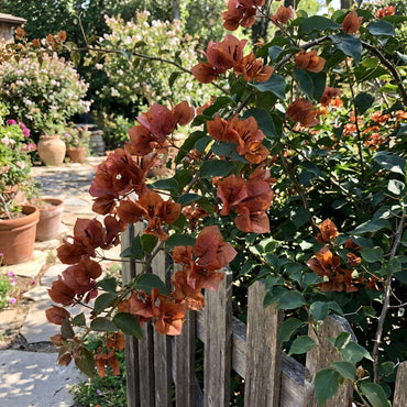 Brown Bougainvillea Flower Seeds for Planting