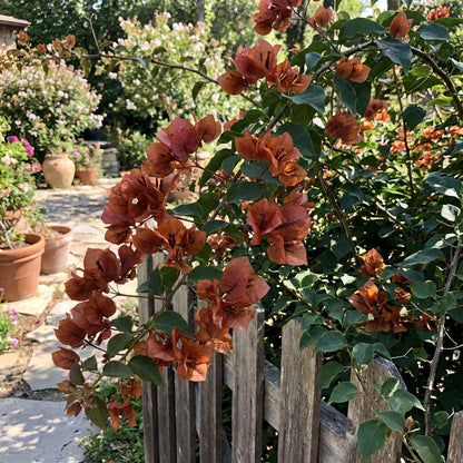 Brown Bougainvillea Flower Seeds for Planting