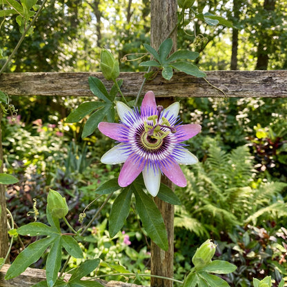 Pink and White Passion Flower Seeds for Planting