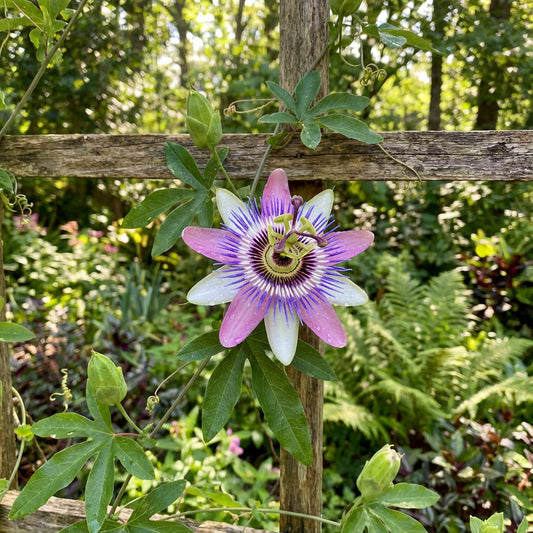 Pink and White Passion Flower Seeds for Planting