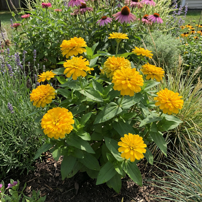 Radiant Yellow Zinnia Flower Seeds to Create a Stunning Garden Display Seed