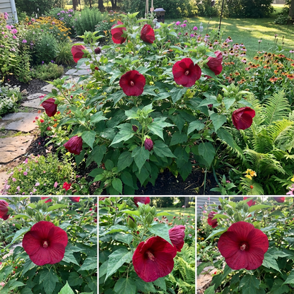 Dramatische Hibiskussamen für beeindruckende Bepflanzung
