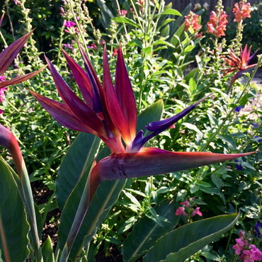 Violet Red Strelitzia Seeds for Planting - Exotic Flower Seeds