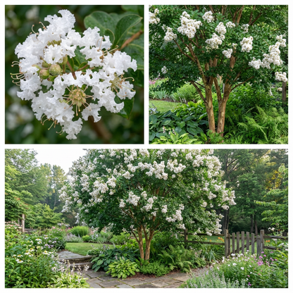 White Crepe Myrtle Flower Seeds Planting