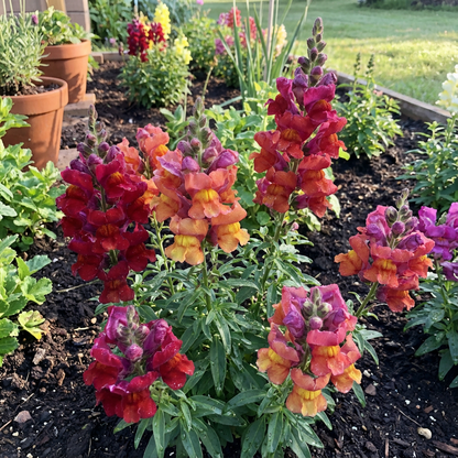 Löwenmaul-Blumensamen zum Pflanzen und Gärtnern
