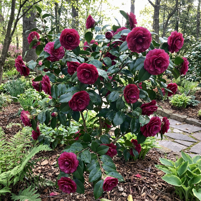 Camellia Dark Pink Flowering Seeds for Planting, Classic Beauty in Your Garden