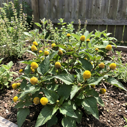 Yellow Acmella Oleracea Flower Seeds Planting