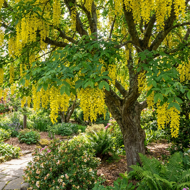 Yellow Cassia Tree Seeds - Bright Sunshine Planting Seeds