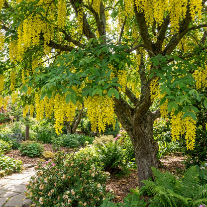 Yellow Cassia Tree Seeds - Bright Sunshine Planting Seeds