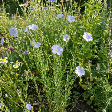 Usitatissimum Flower Seeds Planting Essentials