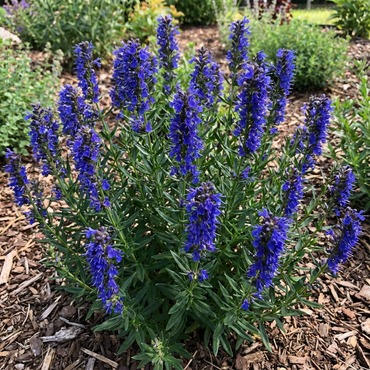Blue Hyssop Plant Seeds for Gardening Essentials