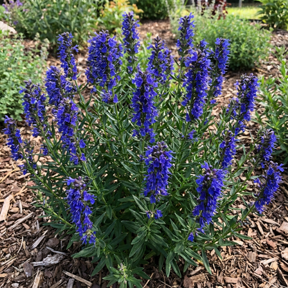 Blue Hyssop Plant Seeds for Gardening Essentials