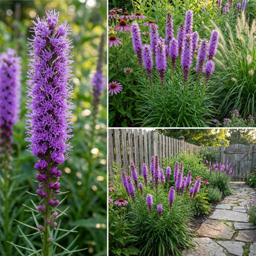 Violet Gayfeather Seeds for Planting - Beautiful Flower Garden