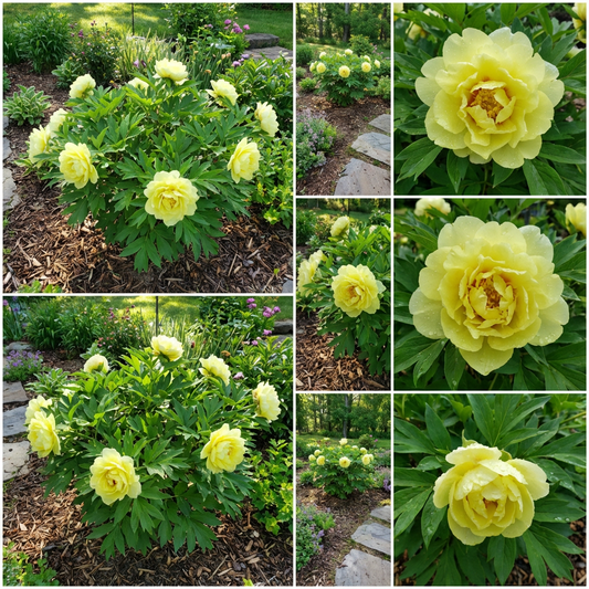 Bartzella Yellow Flowering Seeds for Beautiful Blooms