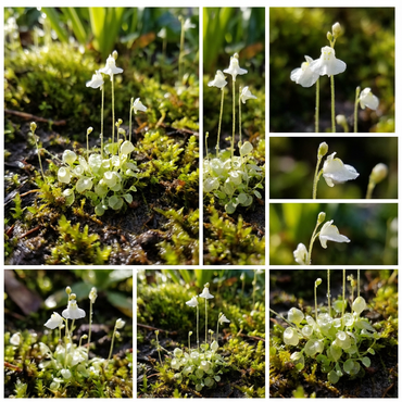 White Utricularia Bisquamata Flowering Seeds  Effortless Growth for Stunning Blooms