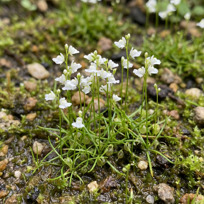 White Utricularia Bisquamata Flowering Seeds  Effortless Growth for Stunning Blooms