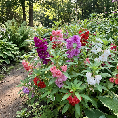 Balsam Colorful Flowering Seeds for Easy Planting