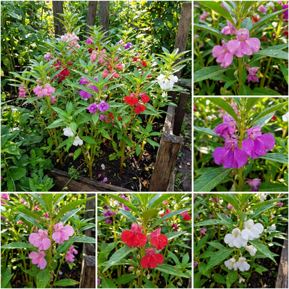 Balsam Colorful Flowering Seeds for Easy Planting
