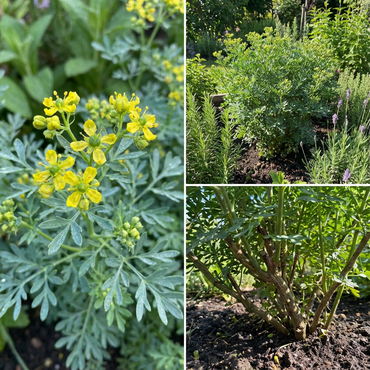 Ruta Graveolens Flowering Seeds for Planting