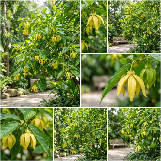 Yellow Cananga Flowering Seeds for Planting and Gardening