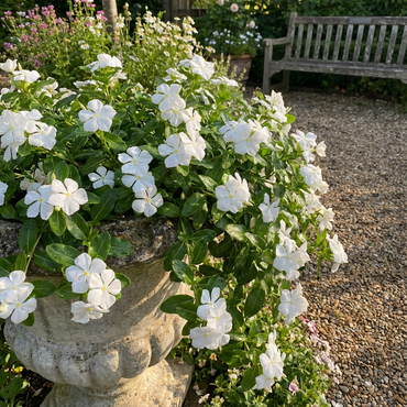 White Cora Cascade Flowering Seeds for Planting
