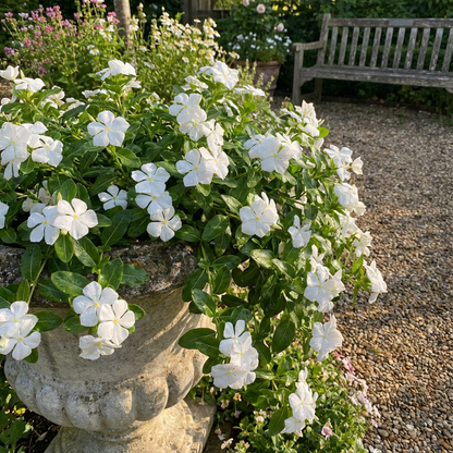 White Cora Cascade Flowering Seeds for Planting