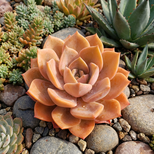 Echeveria Succulent Seeds for Planting - Orange Variety