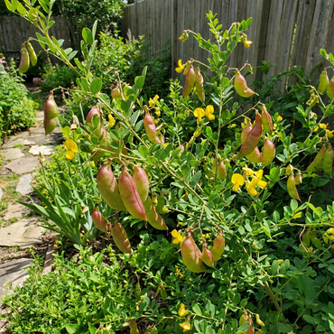 Bladder Senna Bush Seeds for Easy Planting