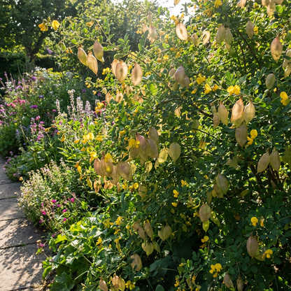 Bladder Senna Bush Seeds for Easy Planting