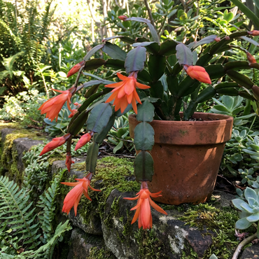 Dark Orange Zygocactus Truncatus Flower Seeds for Planting