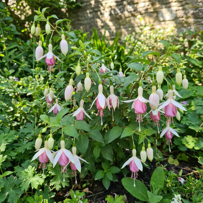 White and Pink Fuchsia Flower Seeds for Planting