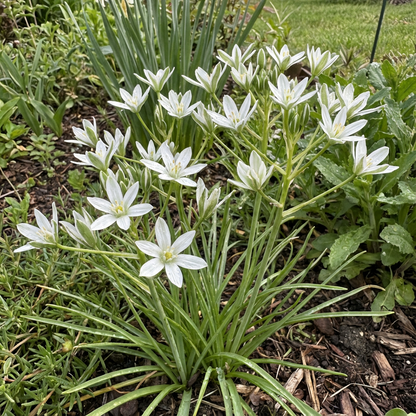 Star of Bethlehem Flower Seeds for Planting