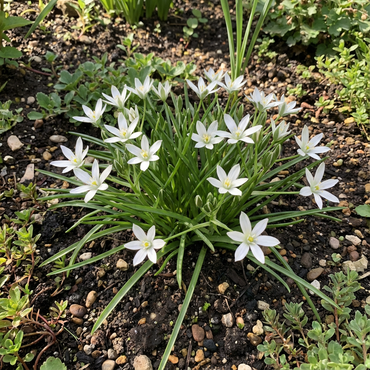 Star of Bethlehem Flower Seeds for Planting