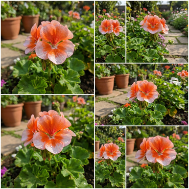 Univalve Geranienblumensamen zum Pflanzen in Orange und Weiß – Samen für helle und fröhliche Gartenschauen